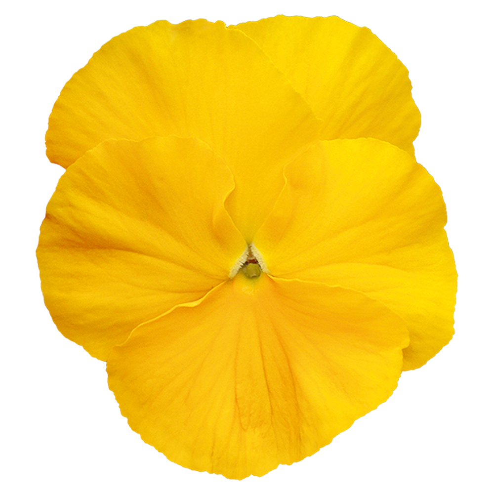 Viola wittrockiana F₁ Inspire® Plus Jack-o-Lantern Mix | Benary